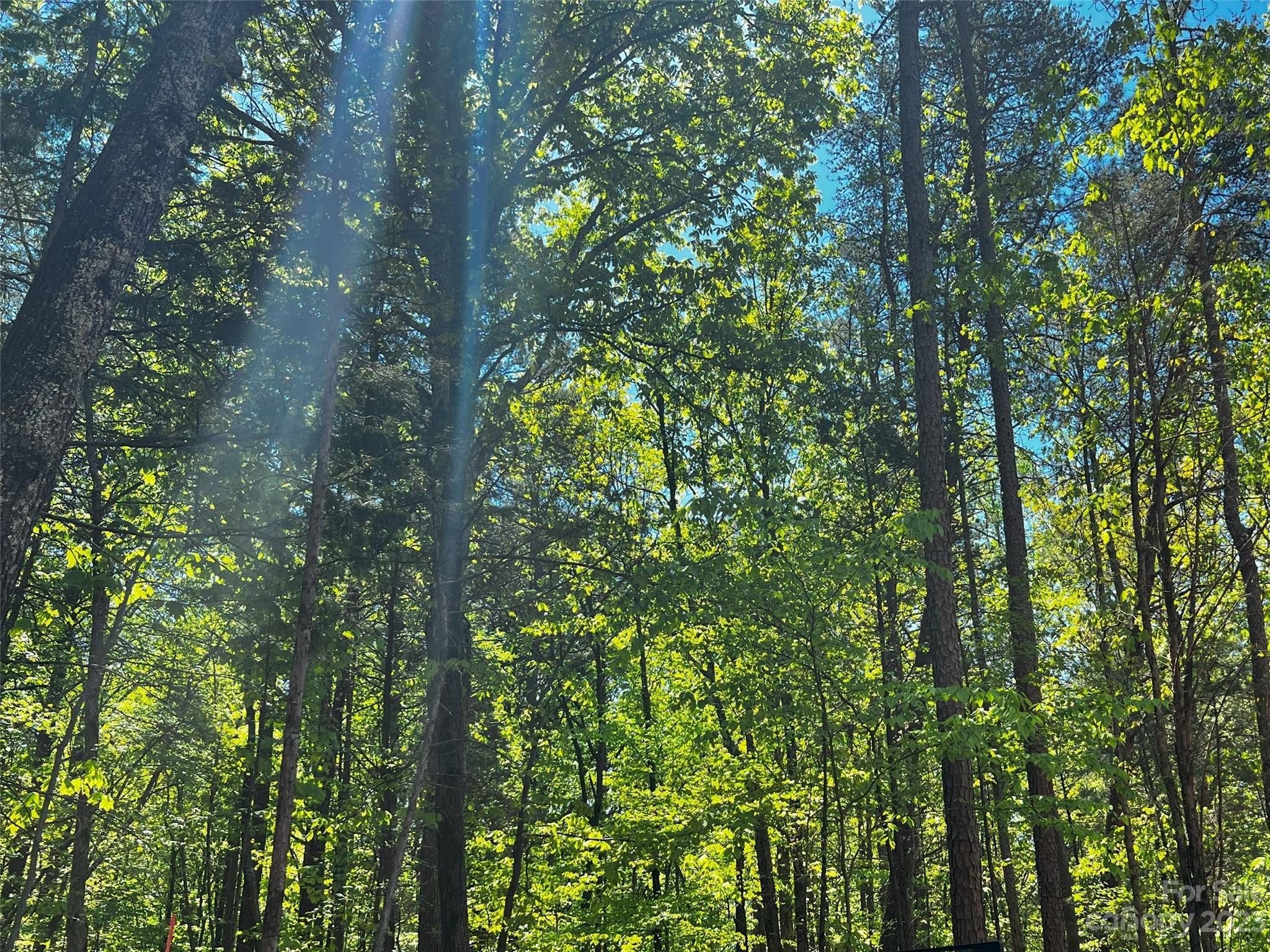 156 Copper Pne Lane, Unit 5 Davidson, NC 28036 - Photo 12 of 21 a close up of a tree