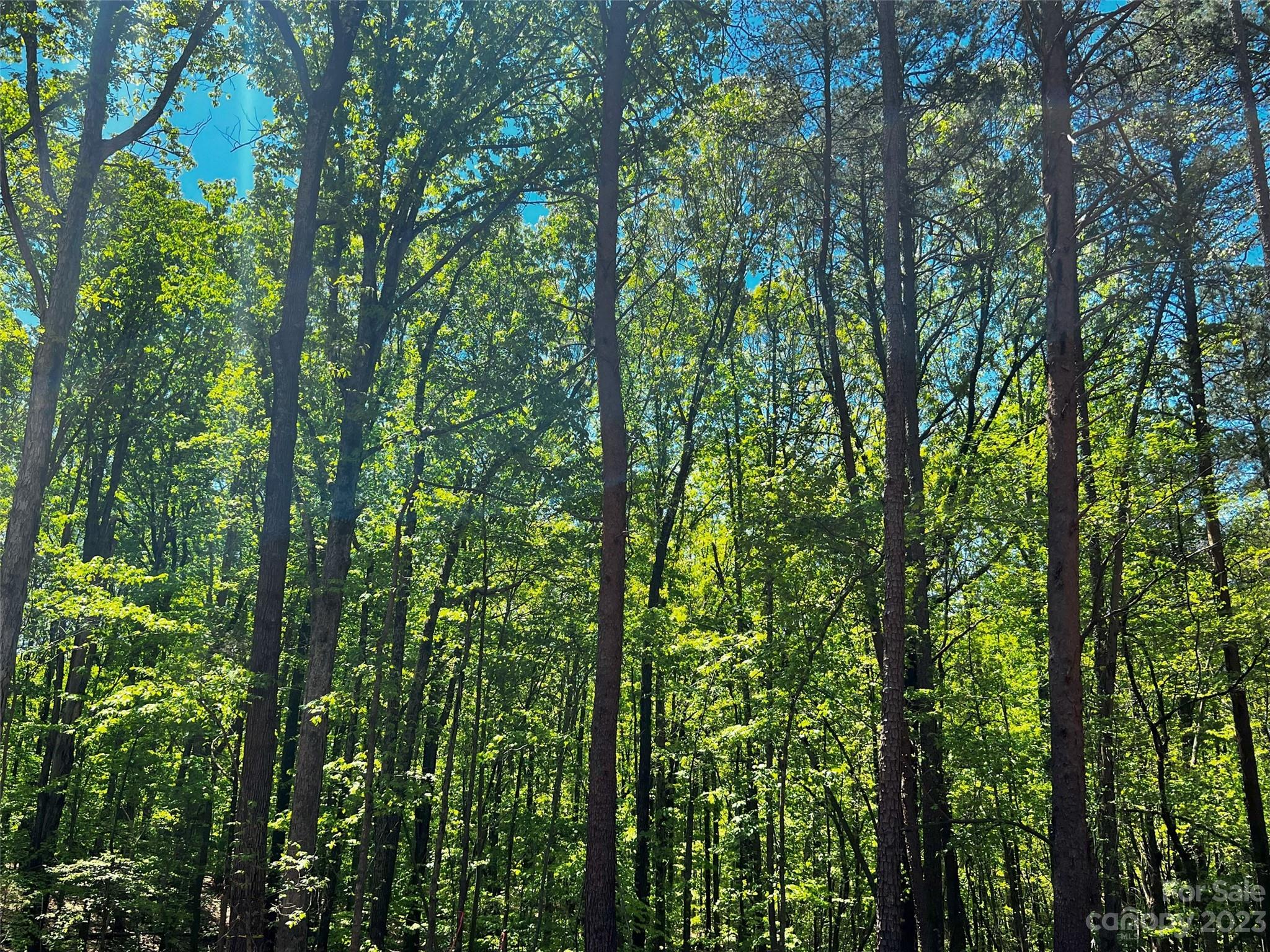 156 Copper Pne Lane, Unit 5 Davidson, NC 28036 - Photo 17 of 21 a view of a lush green forest