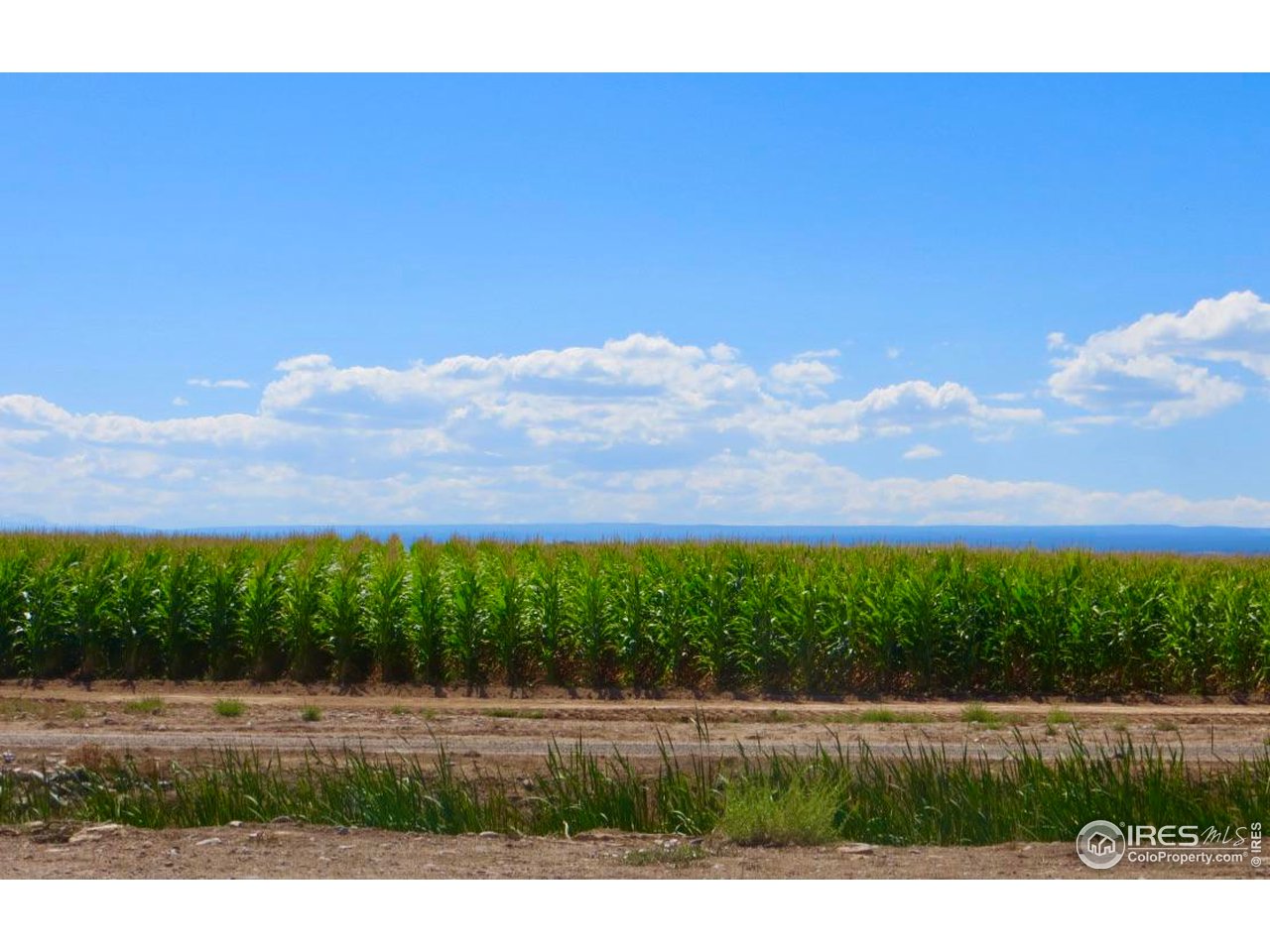 1 Banner Road Olathe, CO 81425 - Photo 4 of 11 Past crop