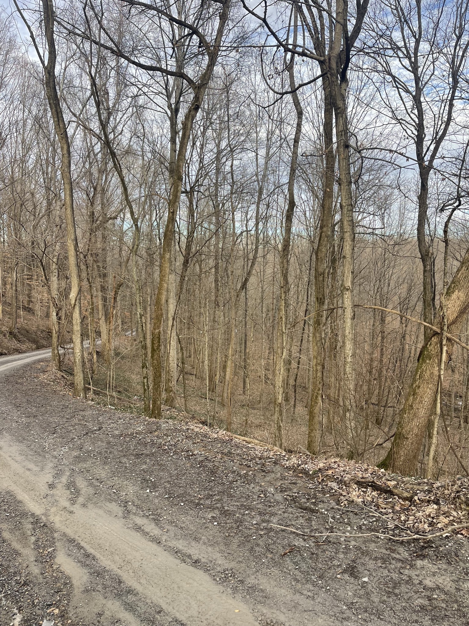 0 Johns Creek Road Lafayette, TN 37083 - Photo 2 of 3 a backyard of a house with lots of trees