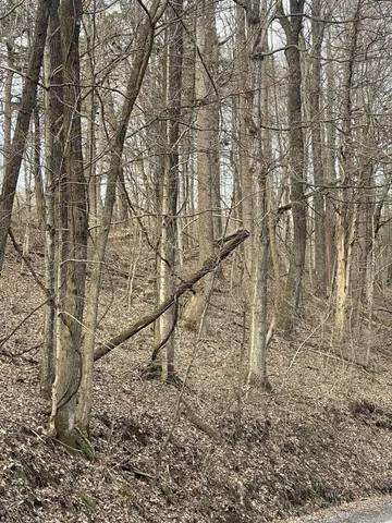 a picture of street with a tree