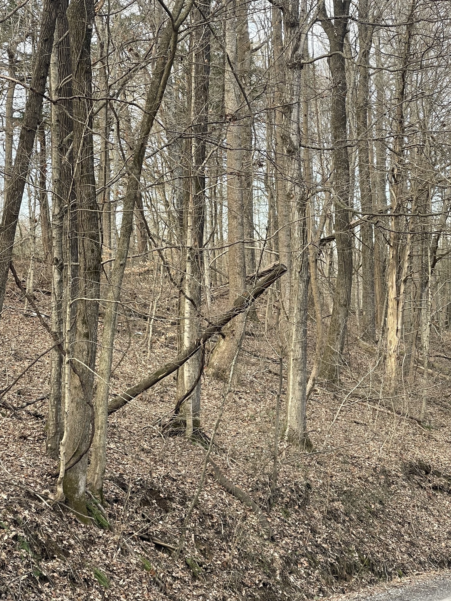 0 Johns Creek Road Lafayette, TN 37083 - Photo 3 of 3 a picture of street with a tree