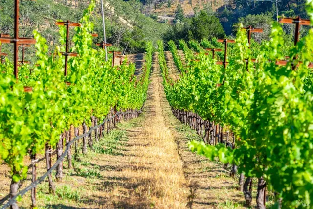 a view of a garden with plants