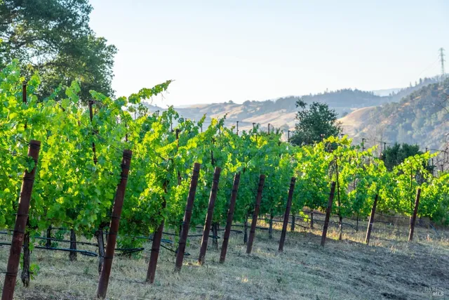 a view of a forest with a tree