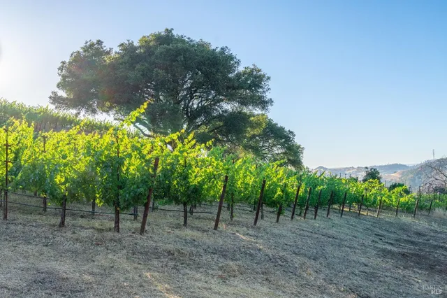 a view of a dirt road and trees