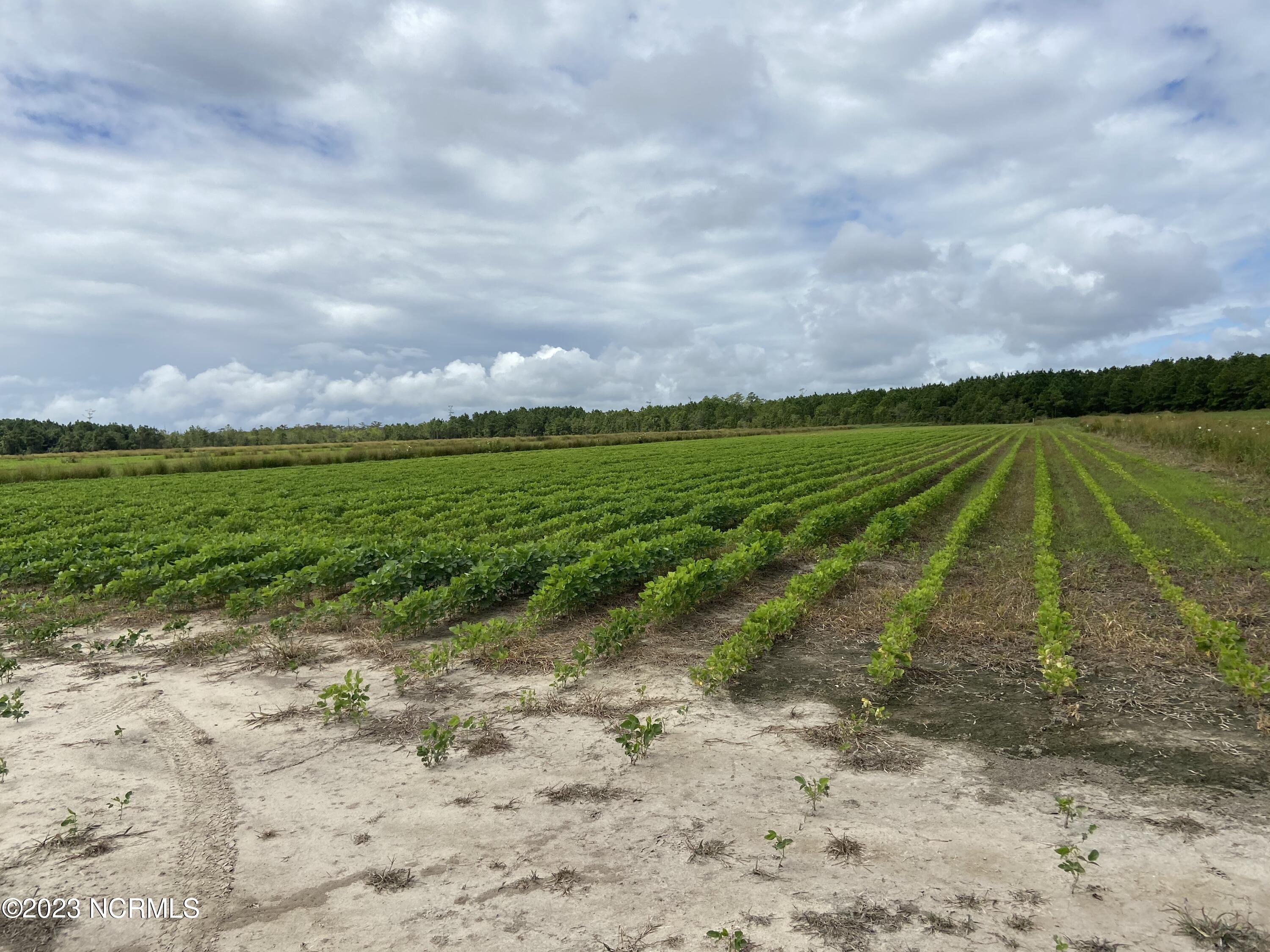 0 Texas Road Shiloh, NC 27974 - Photo 1 of 1 Main field