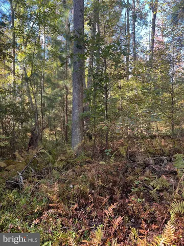 a view of a yard with plants and large trees