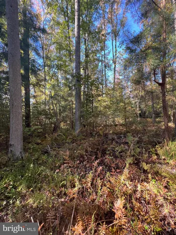 a street view with tree in front of it