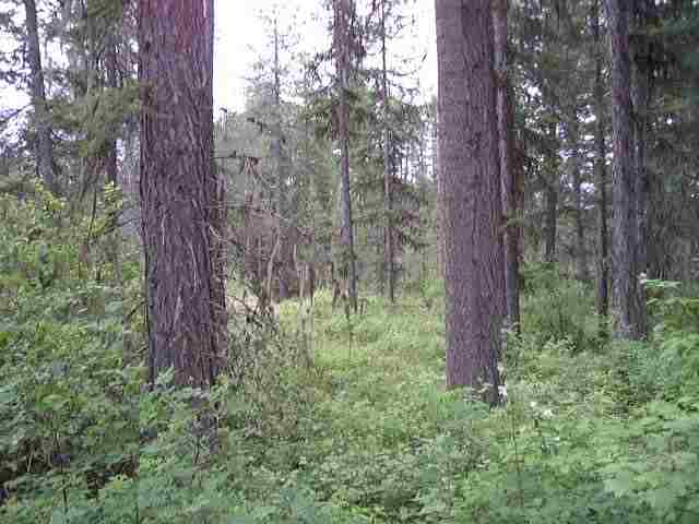 852 Harworth Road Newport, WA 99156 - Photo 1 of 1 Gallery Image 1