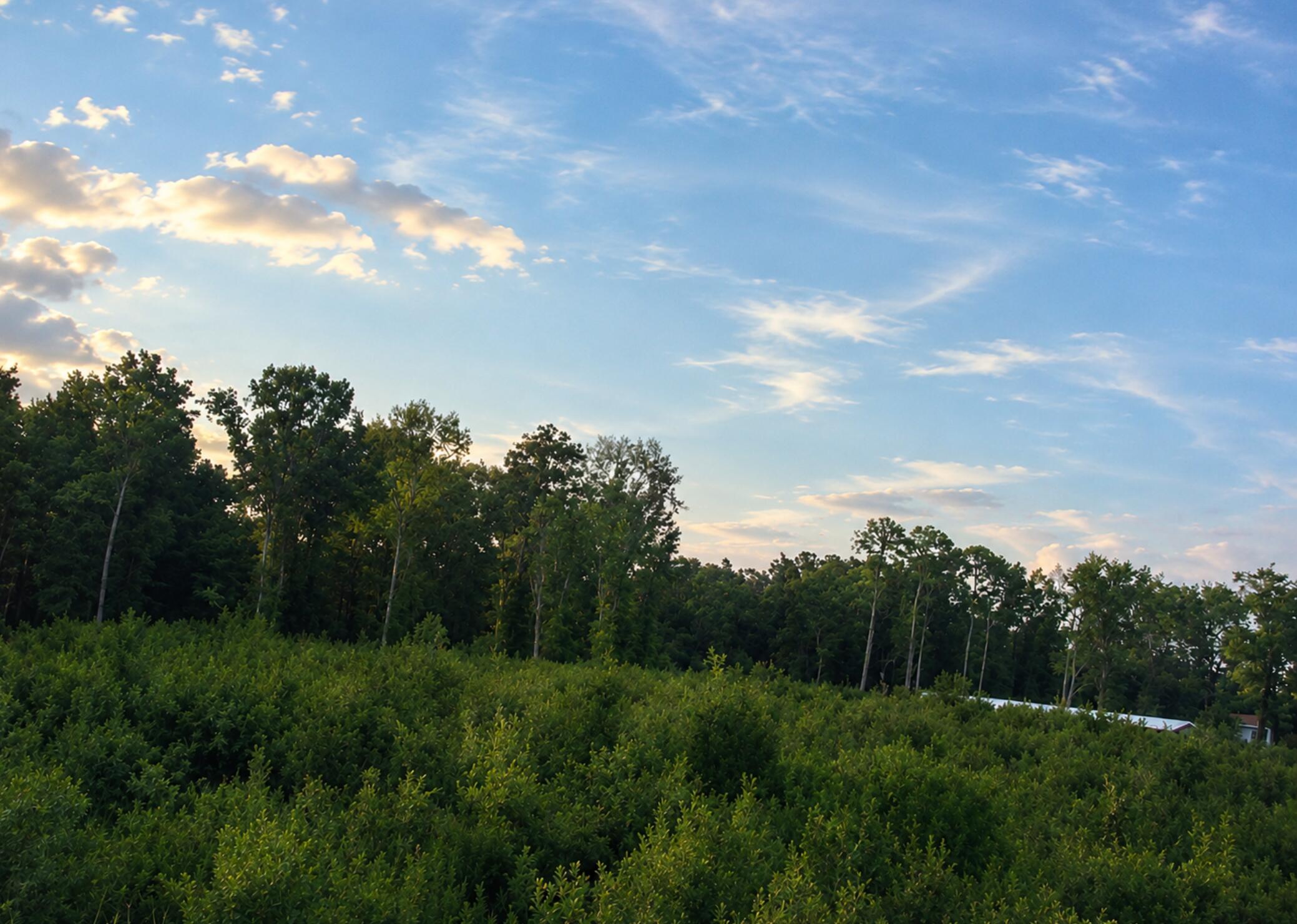 0 Whitesville Road Moncks Corner, SC 29461 - Photo 4 of 13 Area View