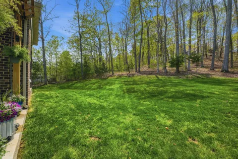 a view of a backyard with plants