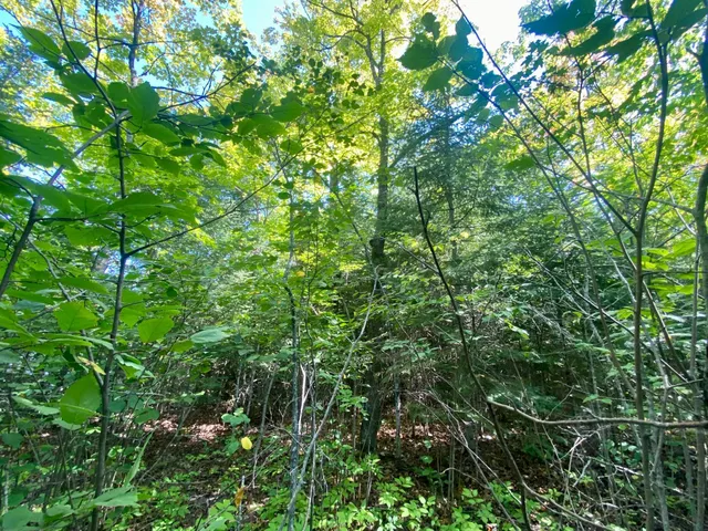 $59,900 | Lot 2 South Gull Lake Rd Port Northeast, Tenstrike, MN 56683