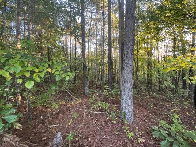 1 Corinth-Five Points Road Buchanan, GA 30113 - Photo 1 of 1 a view of a forest that has large trees