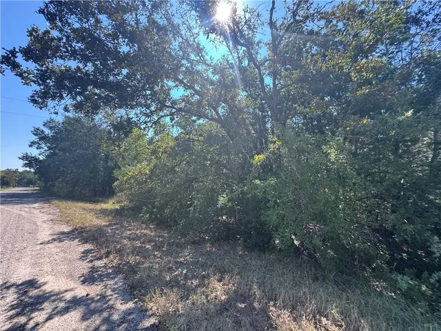 a view of a forest with trees in the background