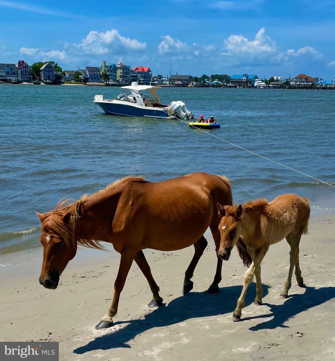 12623 Shell Mill Road, Unit 56 Bishopville, MD 21813 - Photo 67 of 73