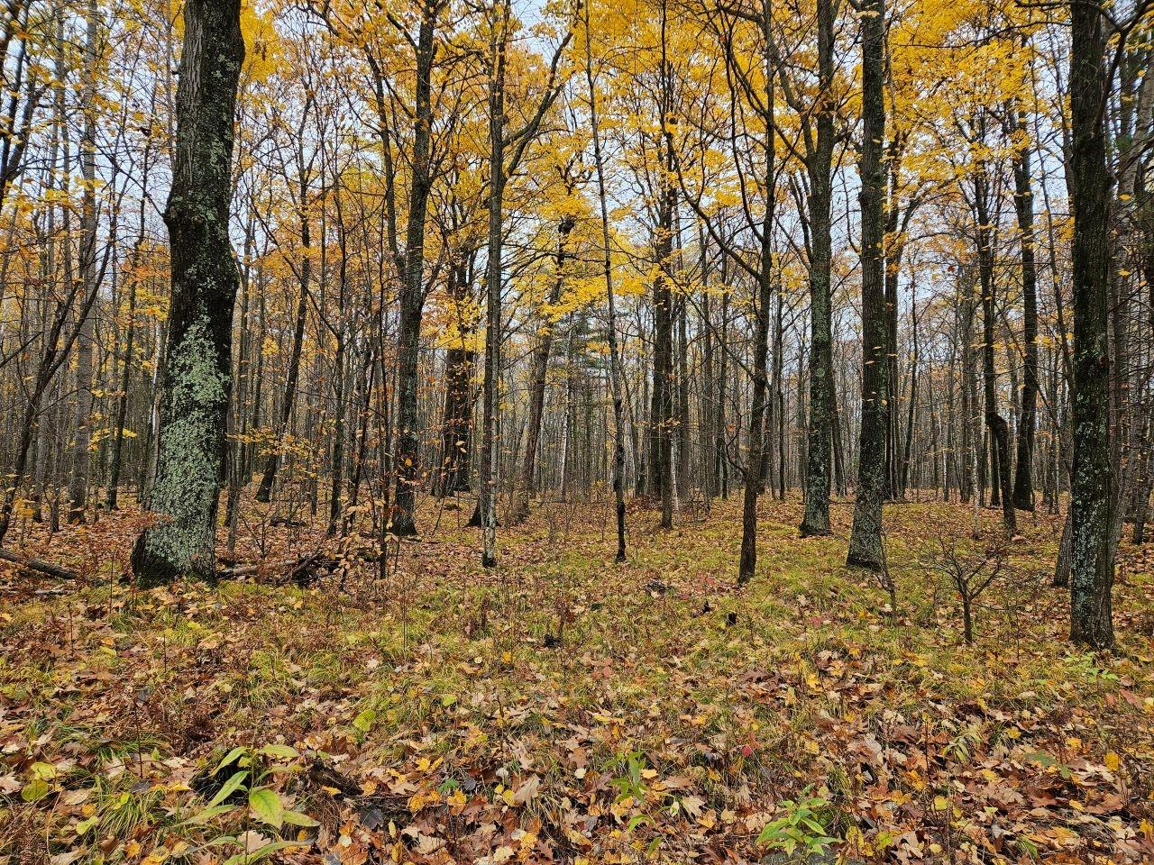 48-acres 48-acres Rifle Road Rhinelander, WI 54501 - Photo 3 of 12 Gallery Image 3
