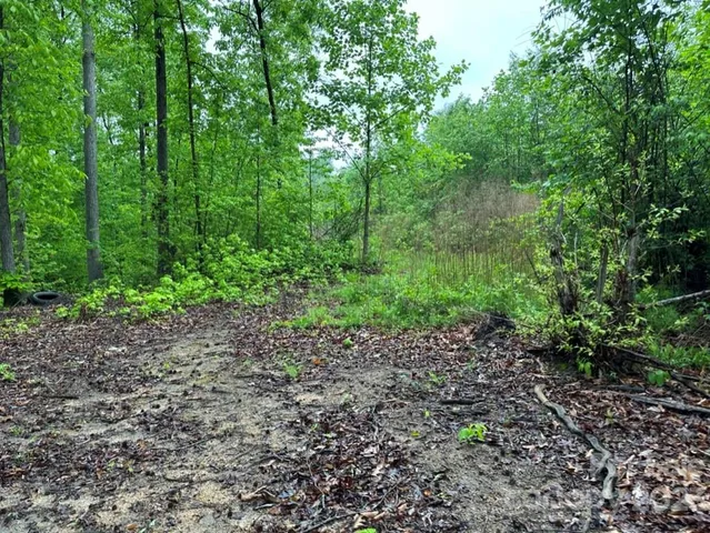 a view of a lush green forest with lots of trees