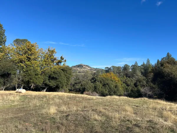 a view of a dry yard with trees in the background