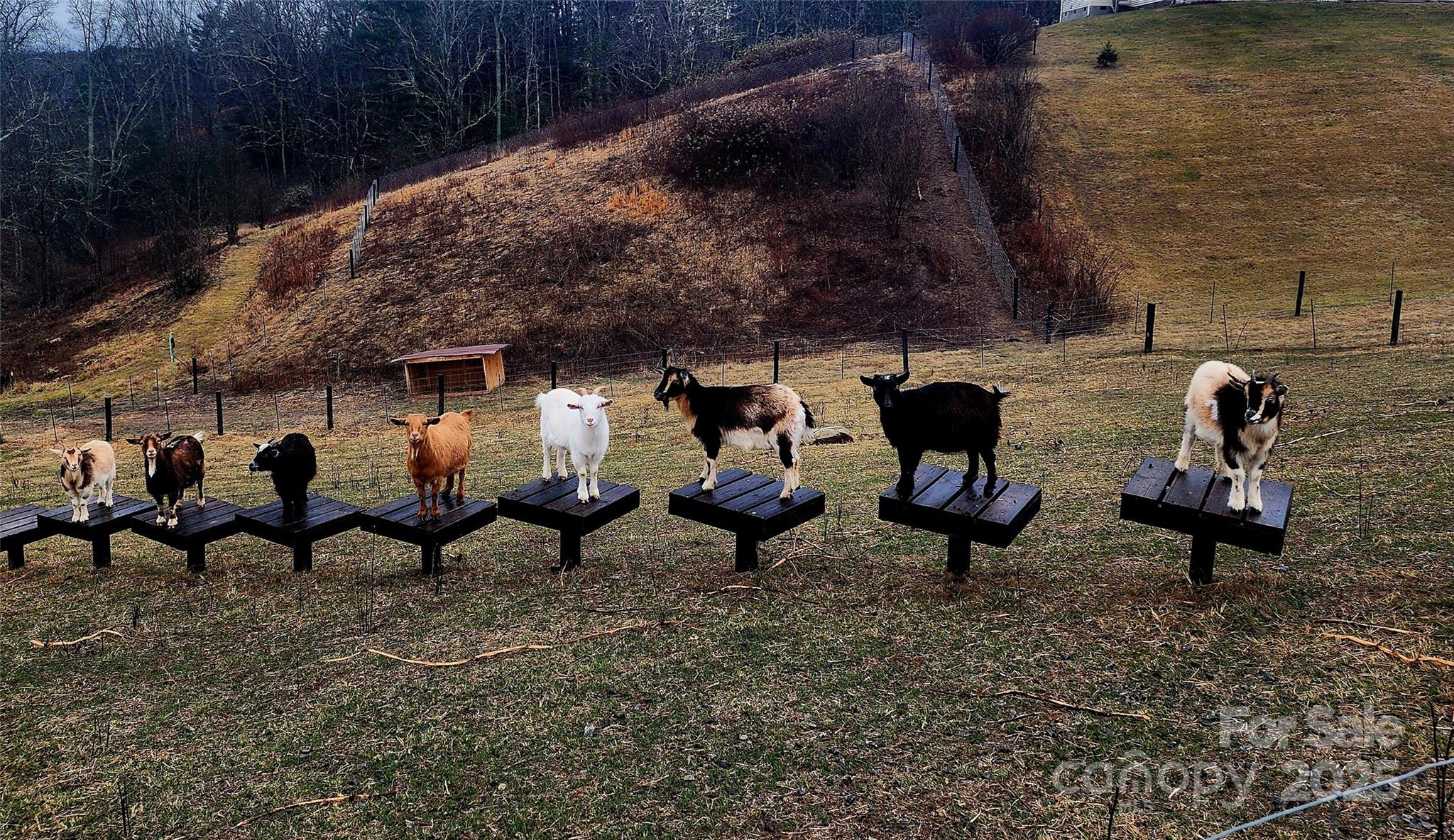 150 Old Macedonia Road Asheville, NC 28804 - Photo 11 of 24 a group of people sitting in a backyard