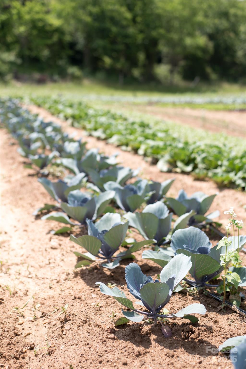 150 Old Macedonia Road Asheville, NC 28804 - Photo 17 of 24 a picture of green space