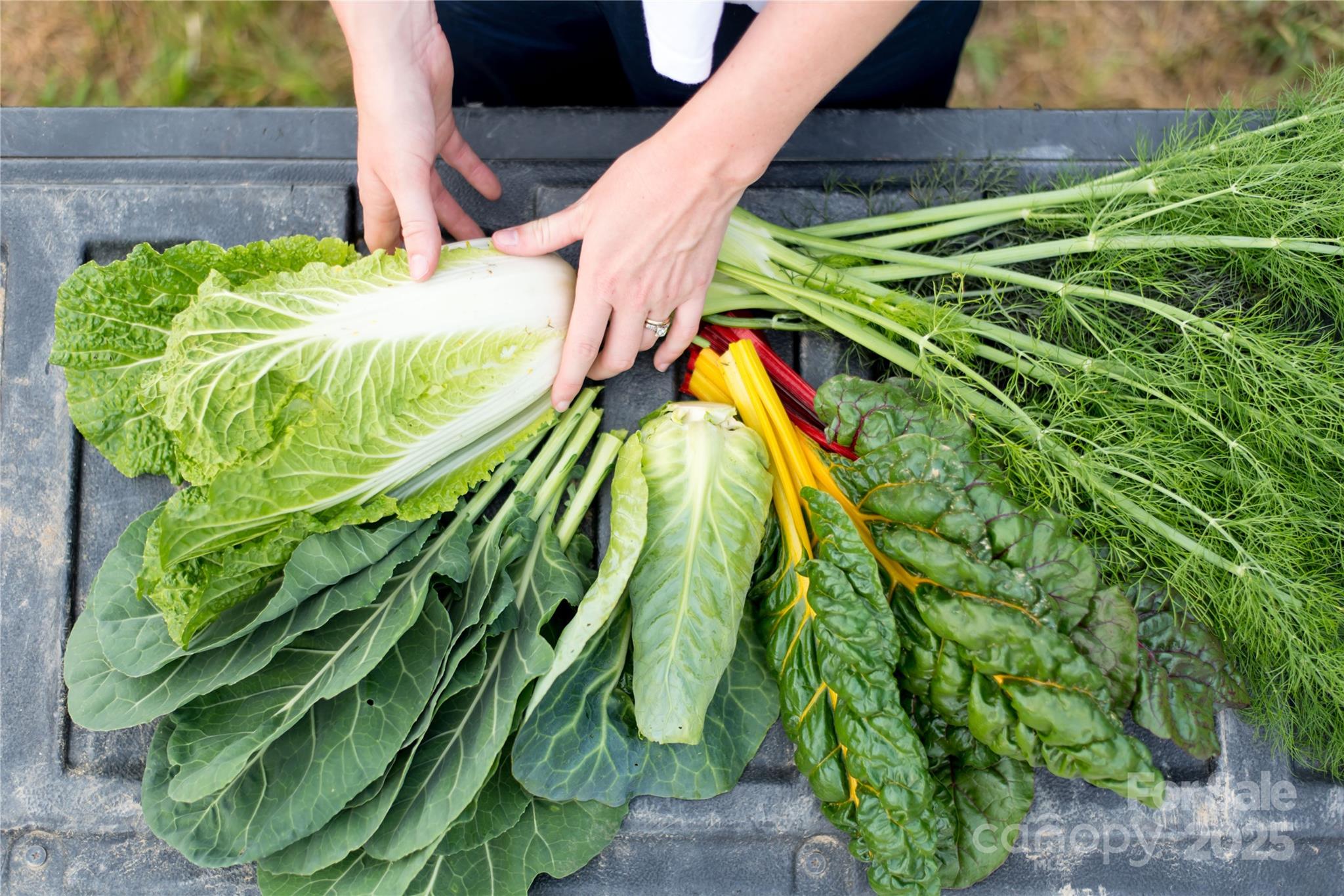 150 Old Macedonia Road Asheville, NC 28804 - Photo 18 of 24 a view of banana tree