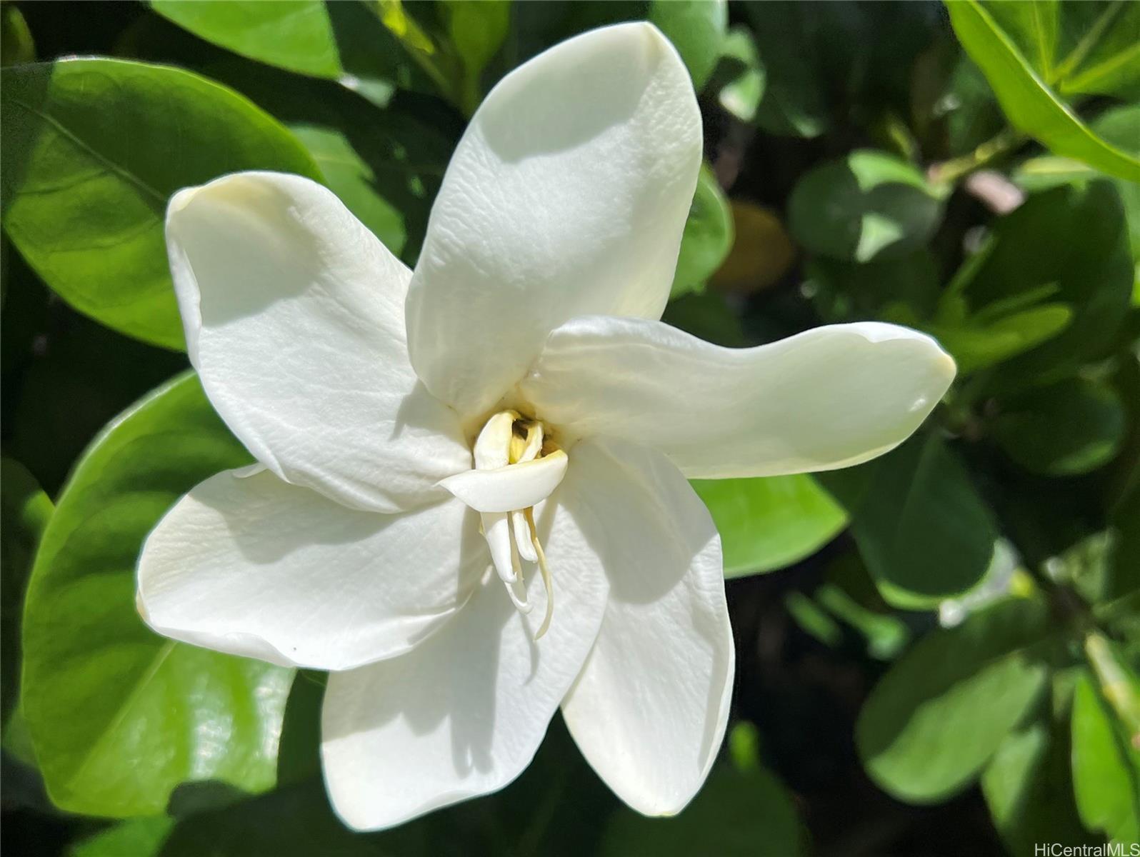 500 Lunalilo Home Road, Unit 34A Honolulu, HI 96825 - Photo 10 of 25 The sweet smells of gardenias are plentiful within the Esplanade.