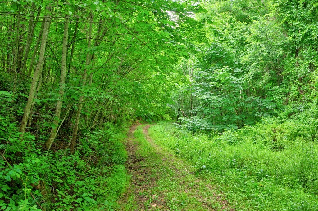 Tbd Goodpasture Hollow Road Marion, VA 24354 - Photo 5 of 38 Gallery Image 5