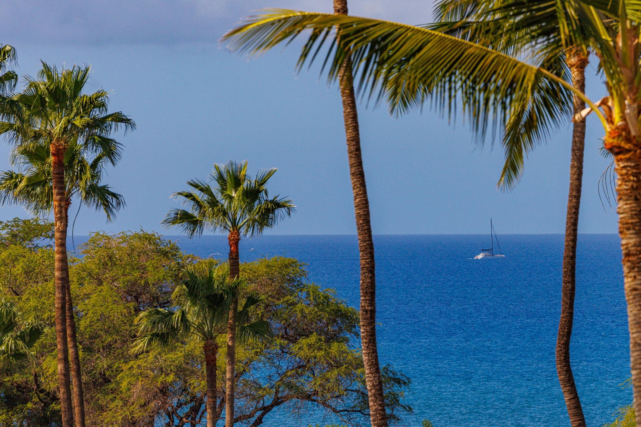 a view of a palm plant from a palm tree