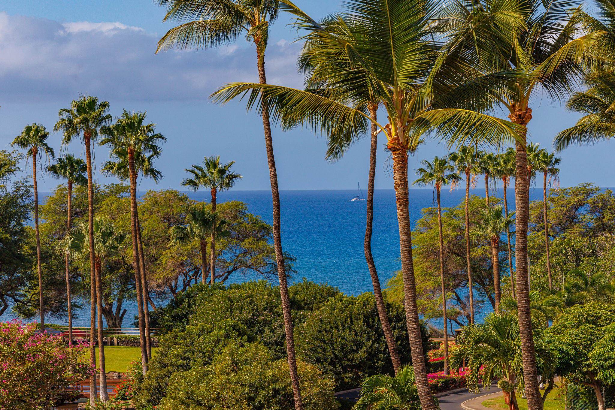 2695 South Kihei Road, Unit 3403 Kihei, HI 96753 - Photo 2 of 41 a view of a palm plant that is in front of a house