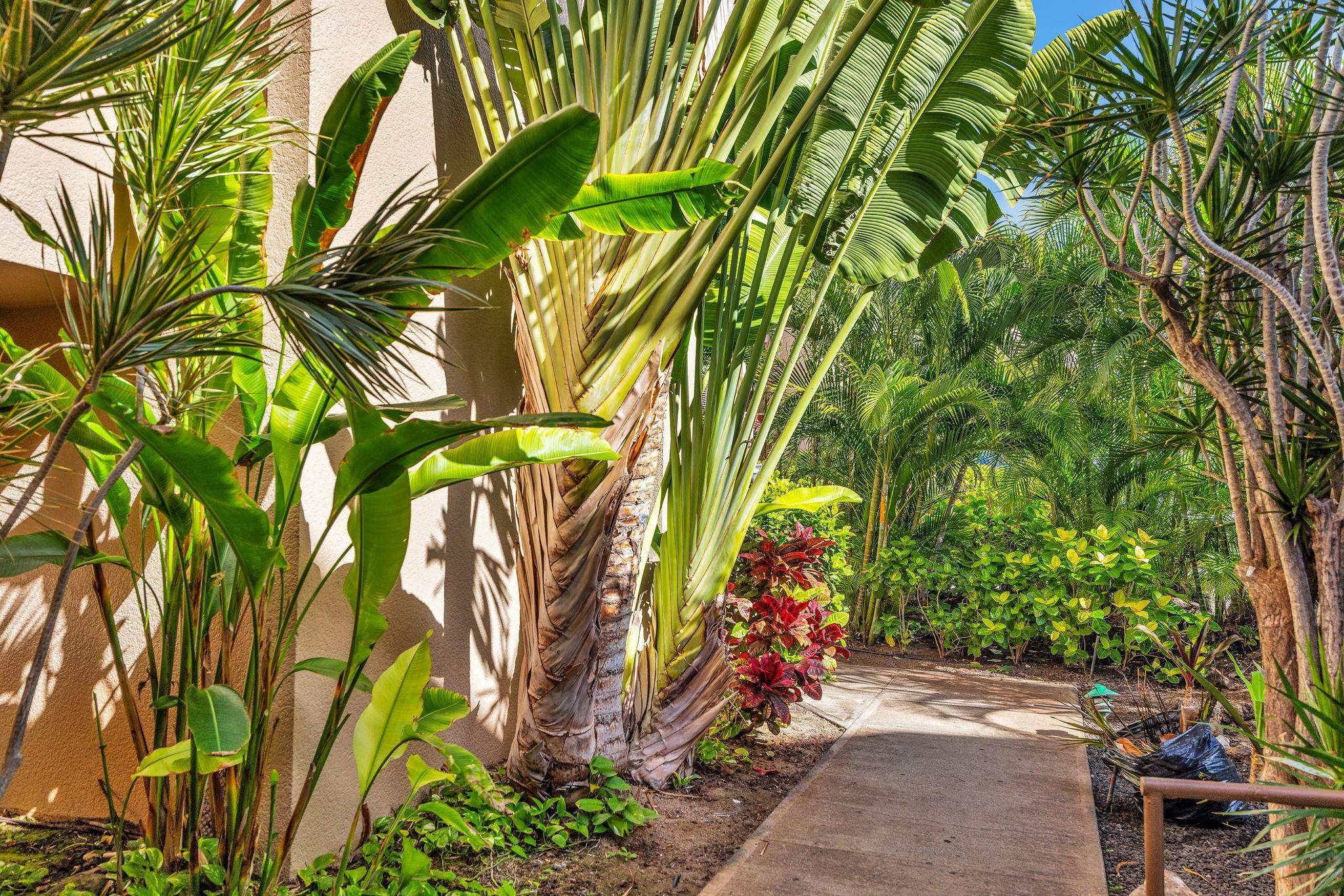 2695 South Kihei Road, Unit 3403 Kihei, HI 96753 - Photo 31 of 41 a close up of a plant in a garden