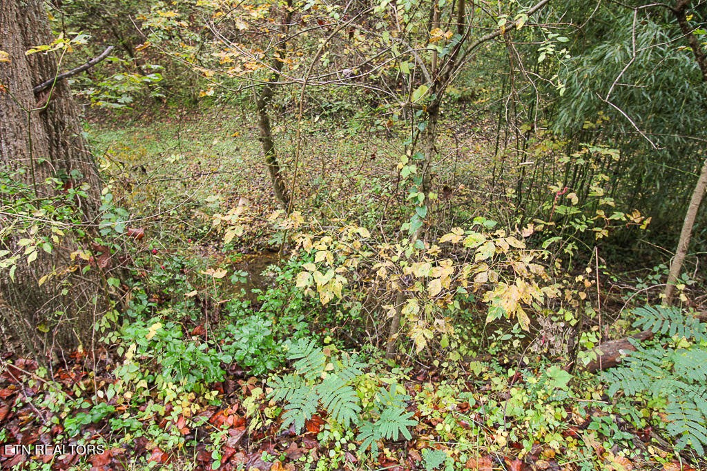 1 Flat Branch Road Sevierville, TN 37876 - Photo 5 of 26 Gallery Image 5