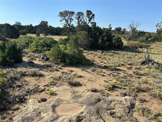 a view of a yard with trees in the background