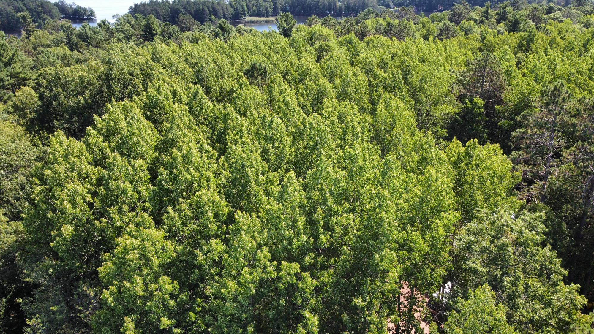 1.48-ac Mohawk Shores Road Rhinelander, WI 54501 - Photo 6 of 11 Gallery Image 6