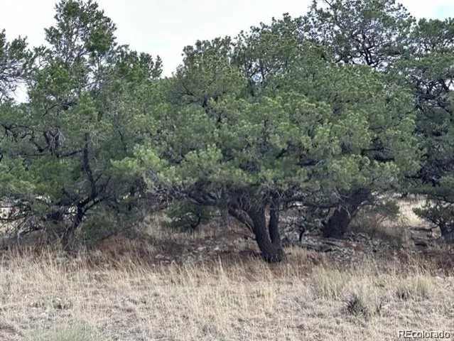 a view of a yard with large trees