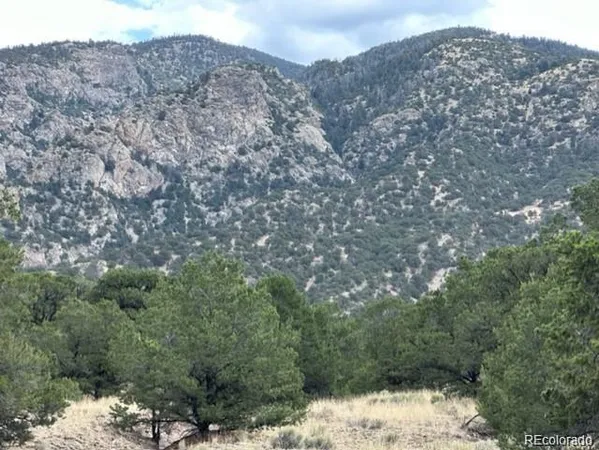 a view of a large tree