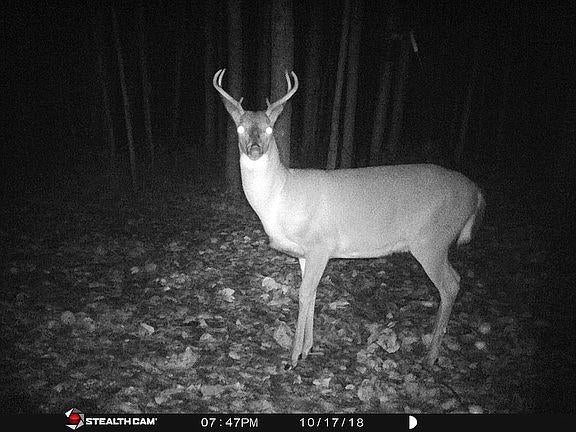 5034 North Blaisdell Road Merritt, MI 49667 - Photo 71 of 91 Gallery Image 71