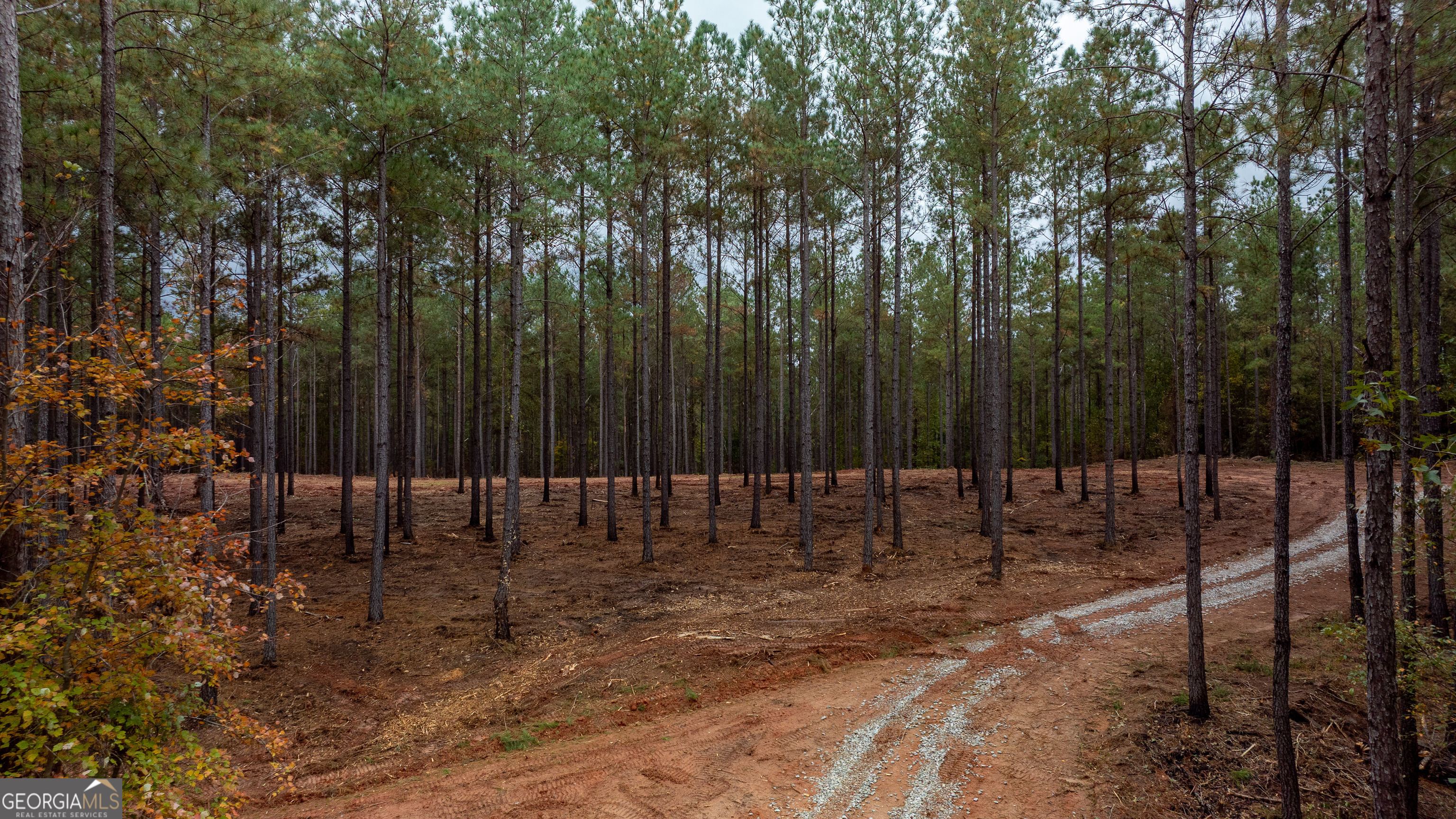 1279 Lanier Road White Plains, GA 30678 - Photo 5 of 11 a view of outdoor space with lots of trees