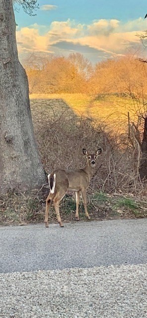 191 Stoney Point Road Barnstable, MA 02675 - Photo 35 of 36 a view of a yard with an ocean