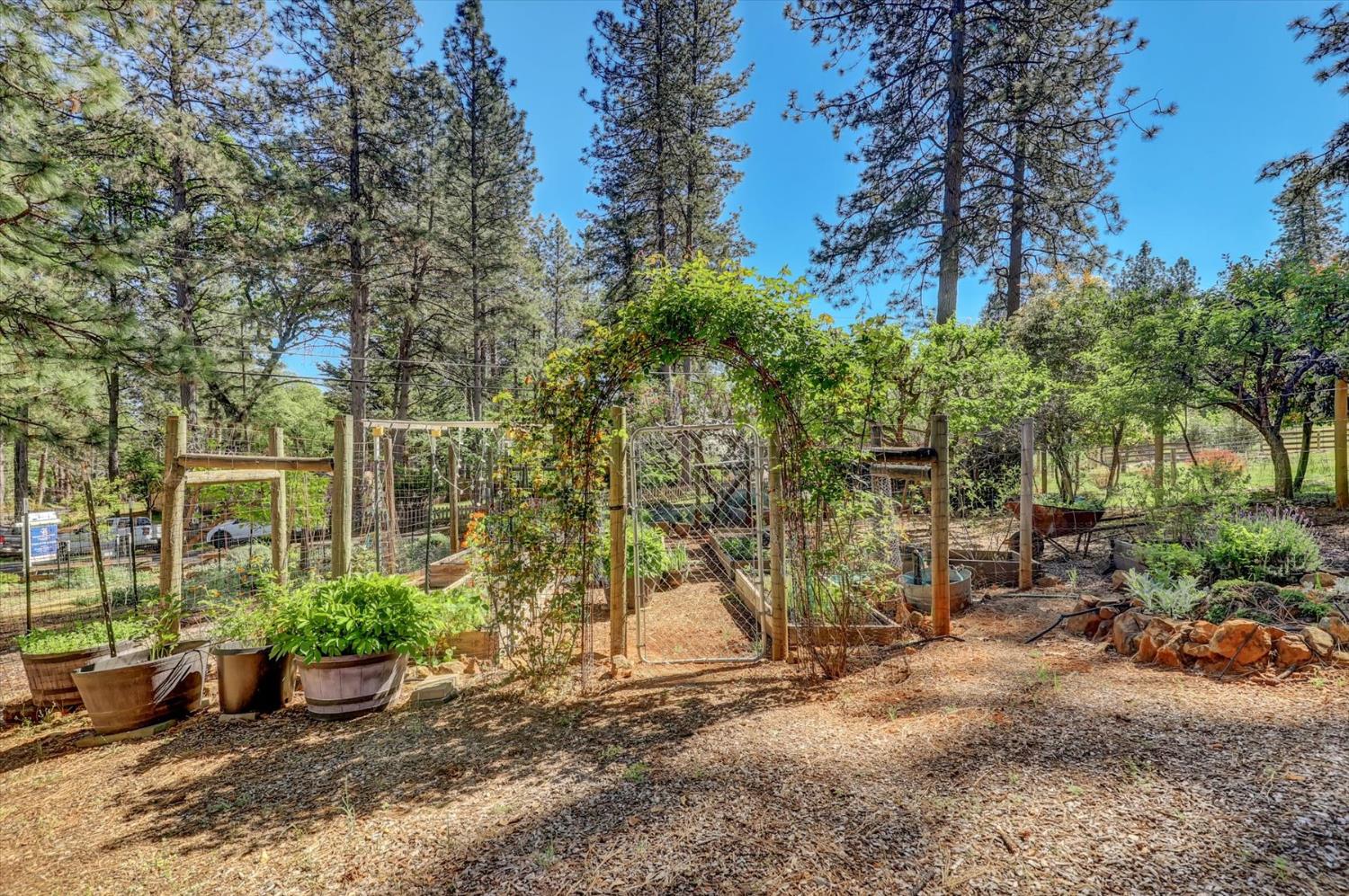 17682 Alexandra Way Grass Valley, CA 95949 - Photo 48 of 55 a view of a backyard with potted plants and large trees