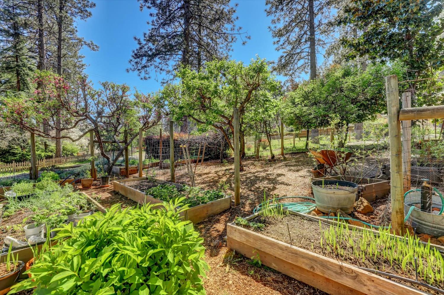 17682 Alexandra Way Grass Valley, CA 95949 - Photo 49 of 55 a view of a backyard with sitting area