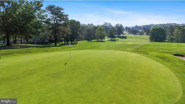 a view of a yard with plants and large trees
