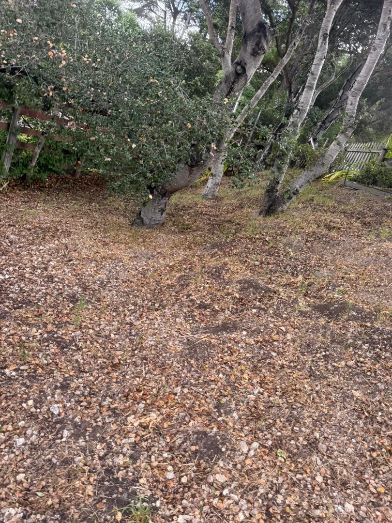 11585 McCarthy Road Carmel Valley, CA 93924 - Photo 13 of 52 a view of a forest with trees