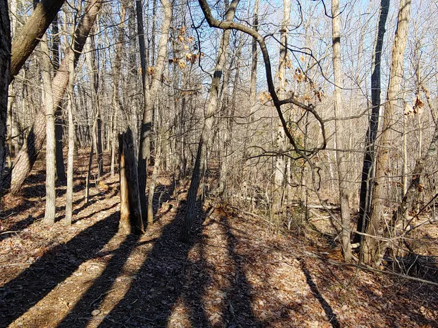 a view of a yard with lots of plants and trees