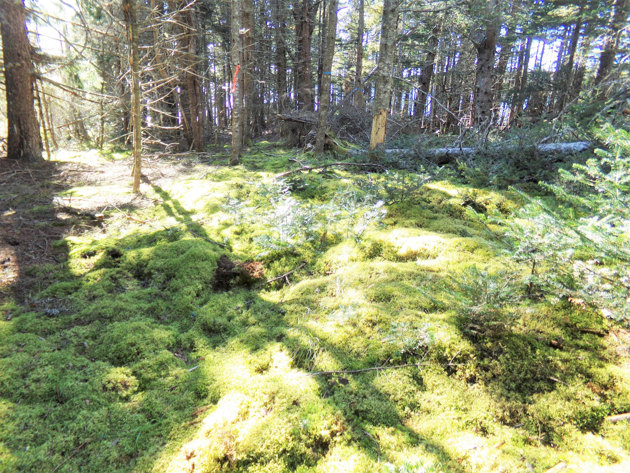 2 Johnson Point Road Orrs Island, ME 04066 - Photo 11 of 20 13jp.135_2259.f