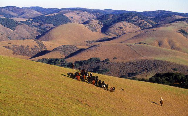 - Jalama Ranch Lompoc, CA 93436 - Photo 4 of 15 Cattle Drive