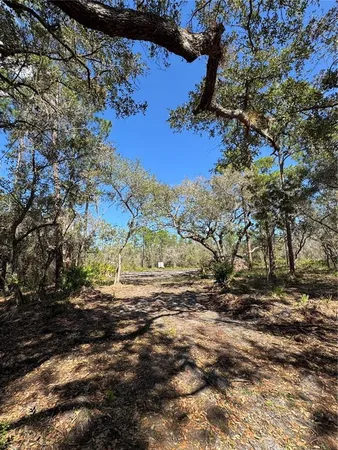a view of a yard with a tree