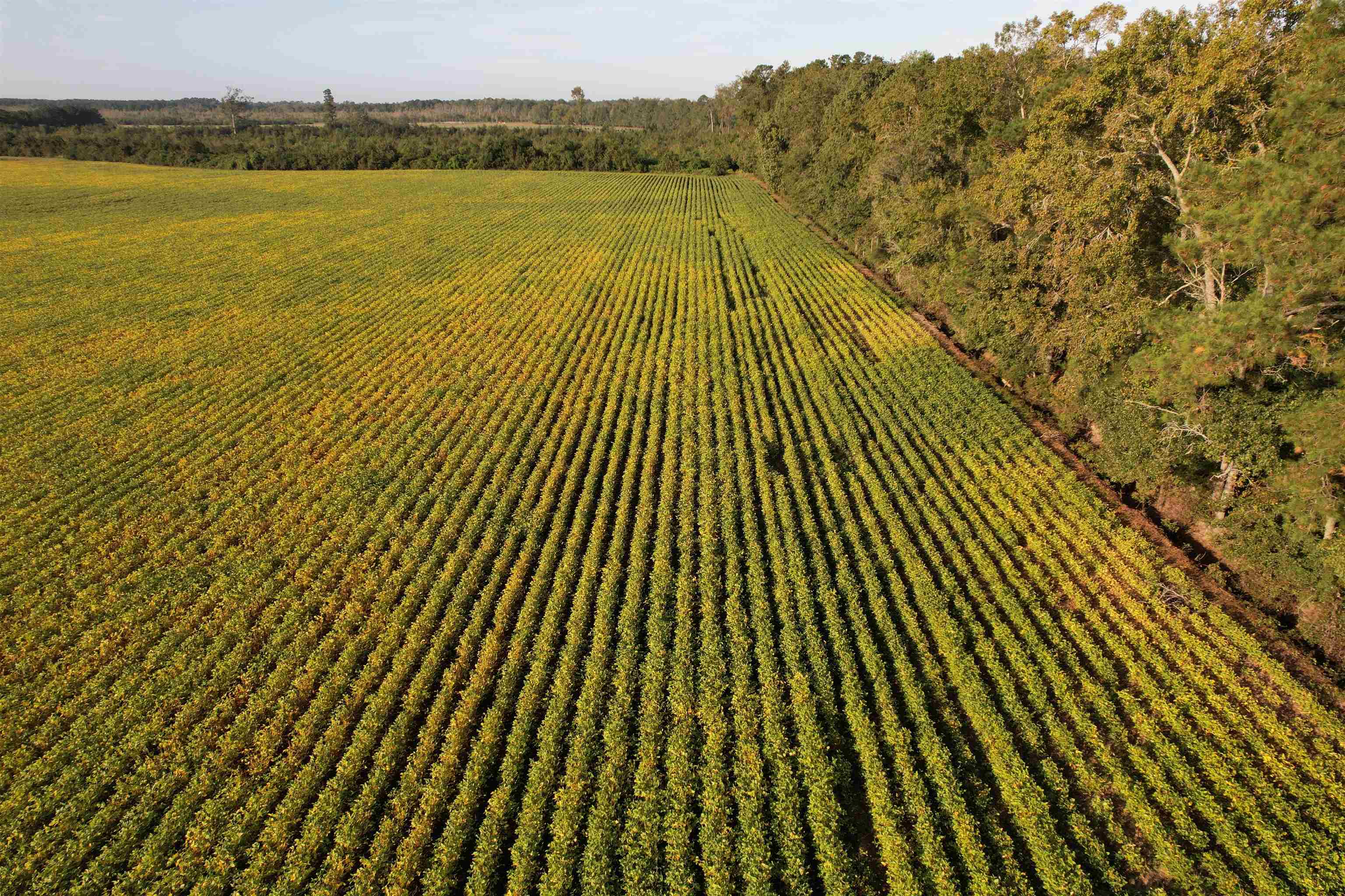 22-acres-tbd Baxley Road Hemingway, SC 29554 - Photo 11 of 20