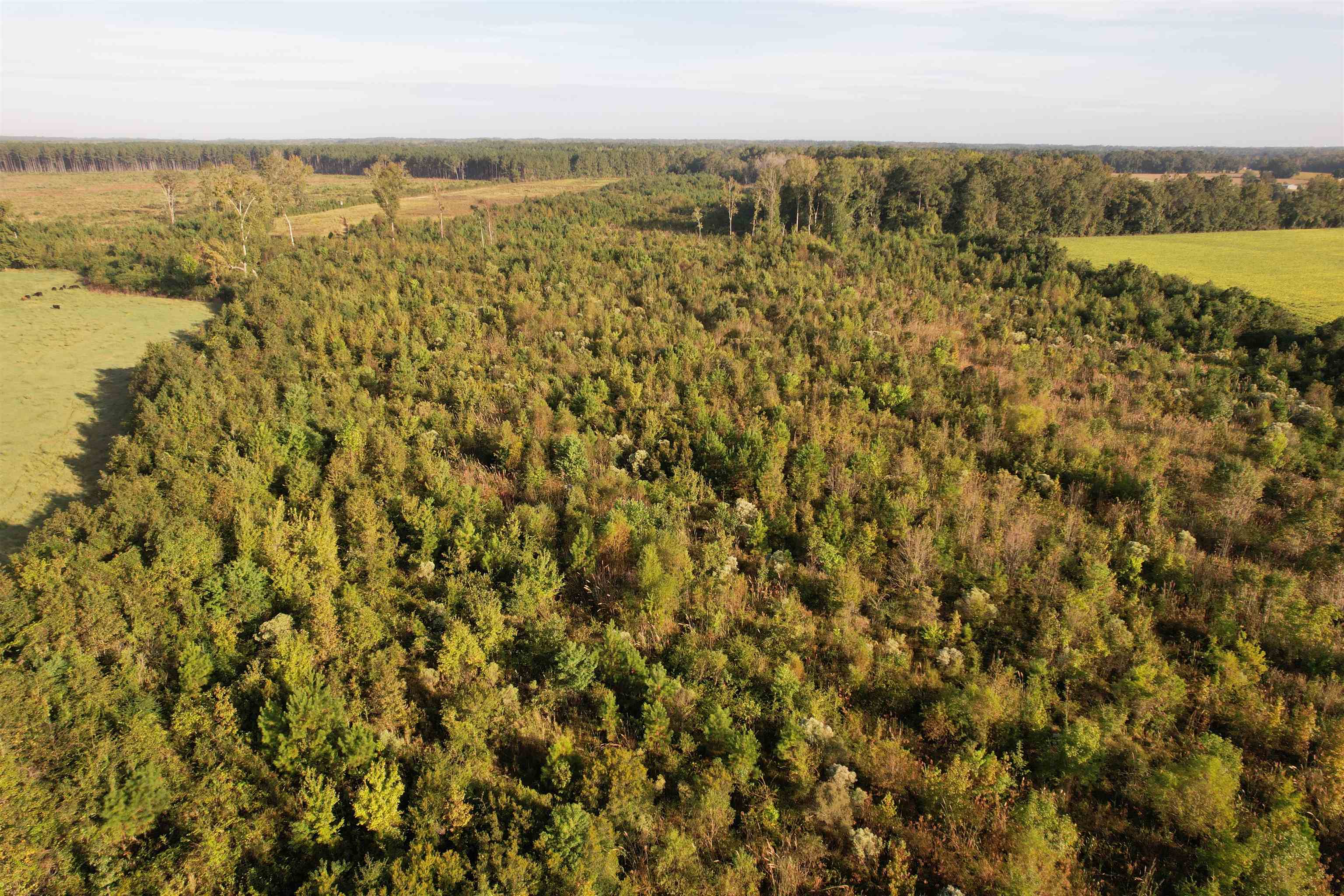 22-acres-tbd Baxley Road Hemingway, SC 29554 - Photo 13 of 20