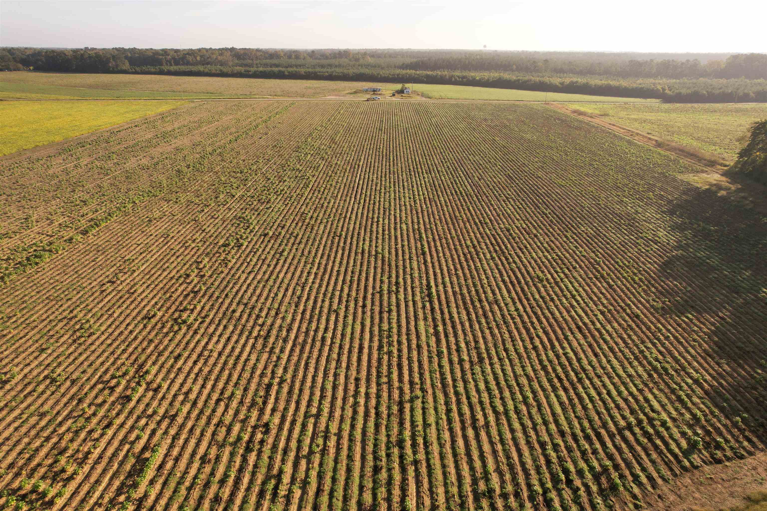 22-acres-tbd Baxley Road Hemingway, SC 29554 - Photo 14 of 20