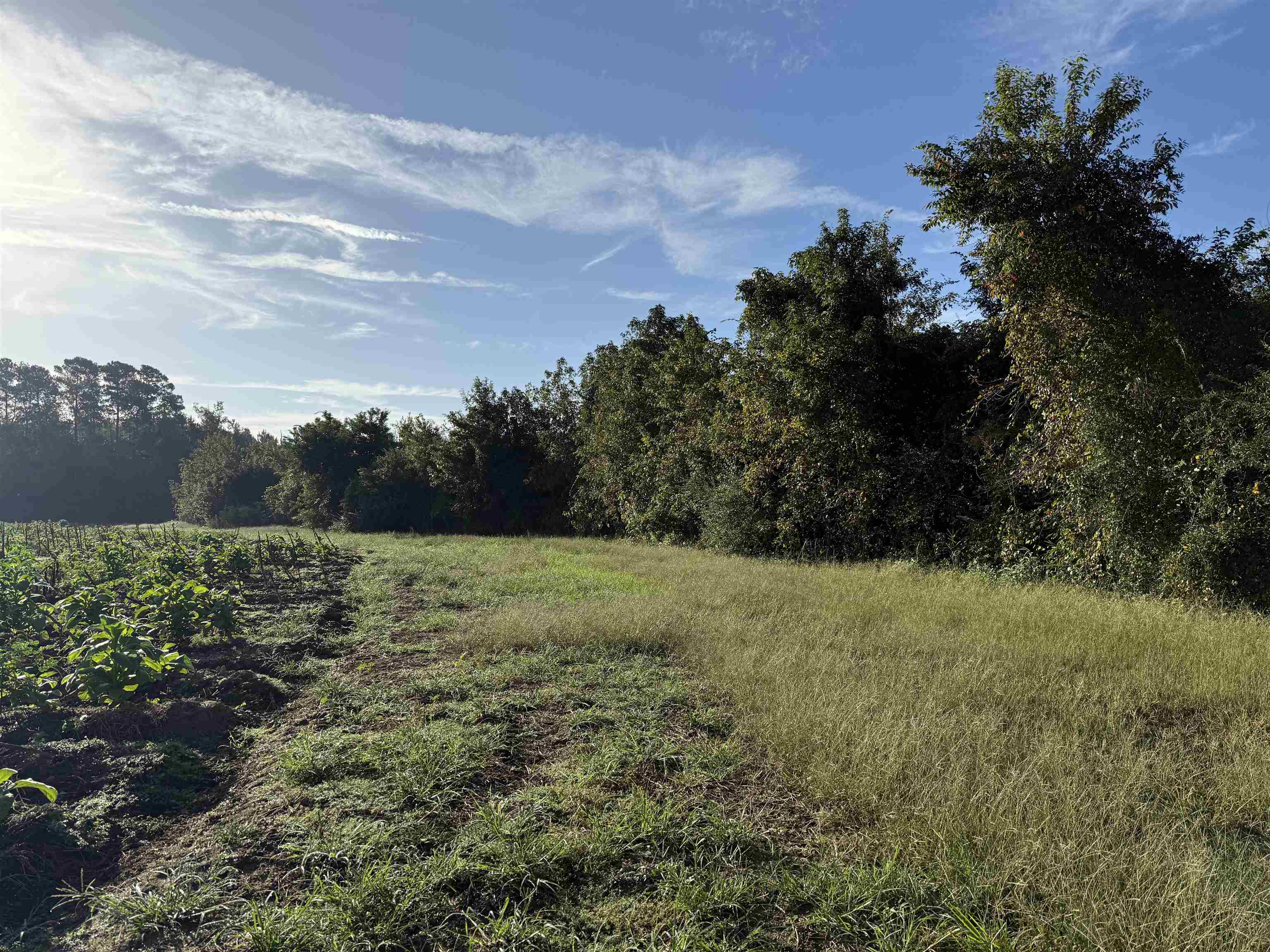 22-acres-tbd Baxley Road Hemingway, SC 29554 - Photo 15 of 20
